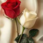Subhasri Koley Chakraborty KOLEY CHAKRABORTY Profile Picture
