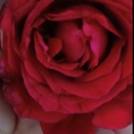 Arpita mahatab Profile Picture