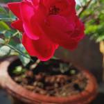 SUMITRA MONDAL Profile Picture