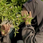 Samreen parveen Profile Picture