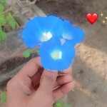 Sachin Profile Picture