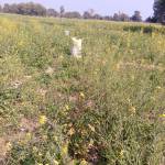 Heera lal Profile Picture