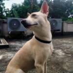 Rohit Ghosh Profile Picture